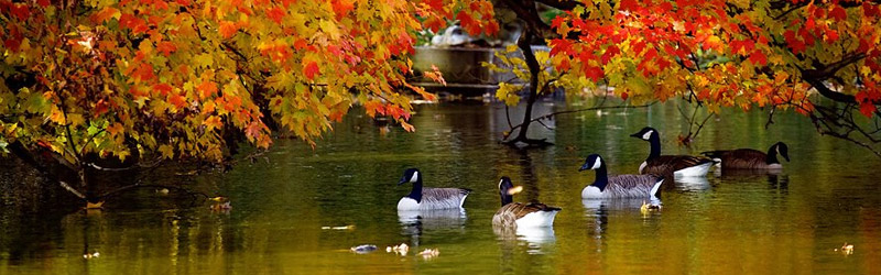 autumn-kashmir